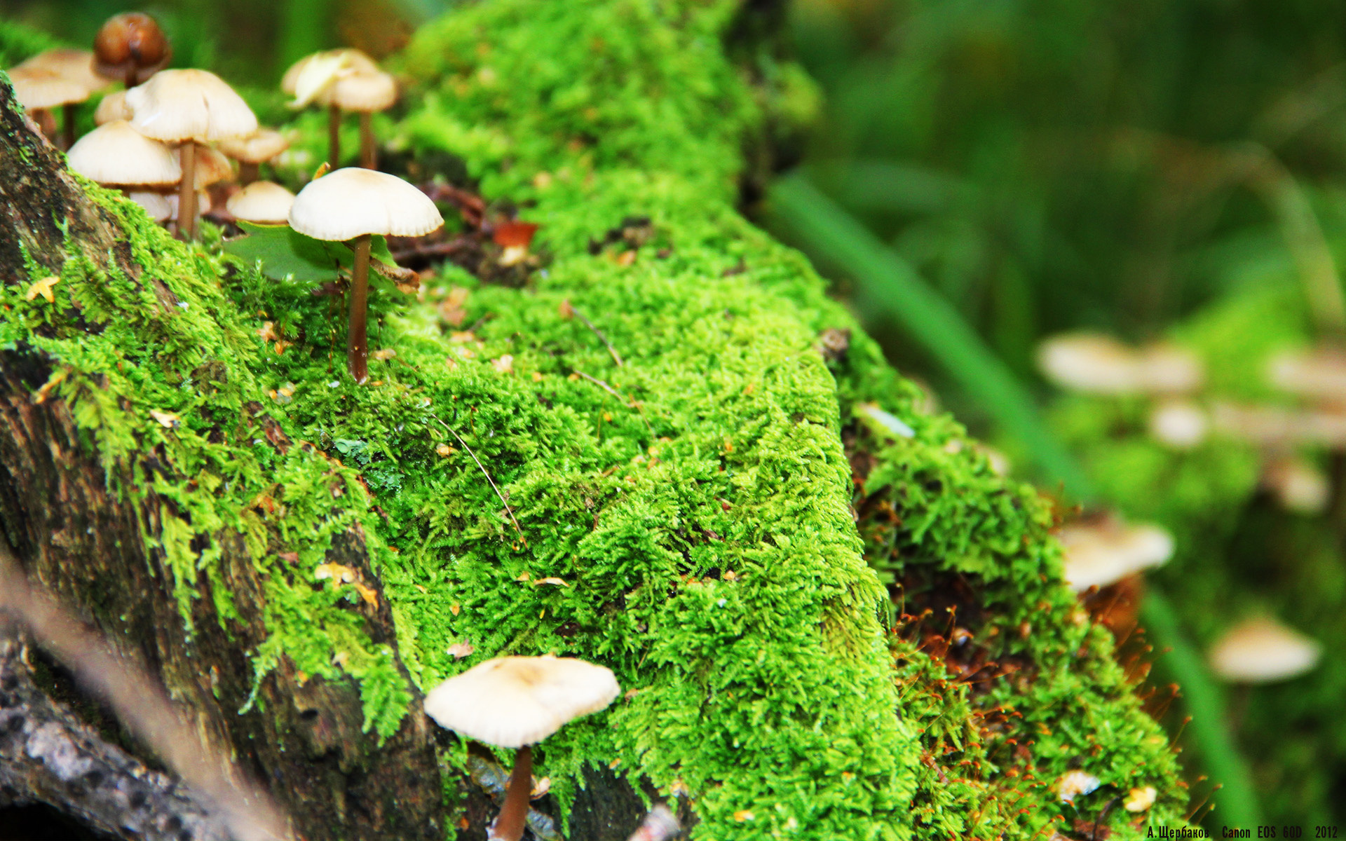 切尔西引擎全开，罗德里燃油注入，蓝军战术智慧碾压德甲巨头