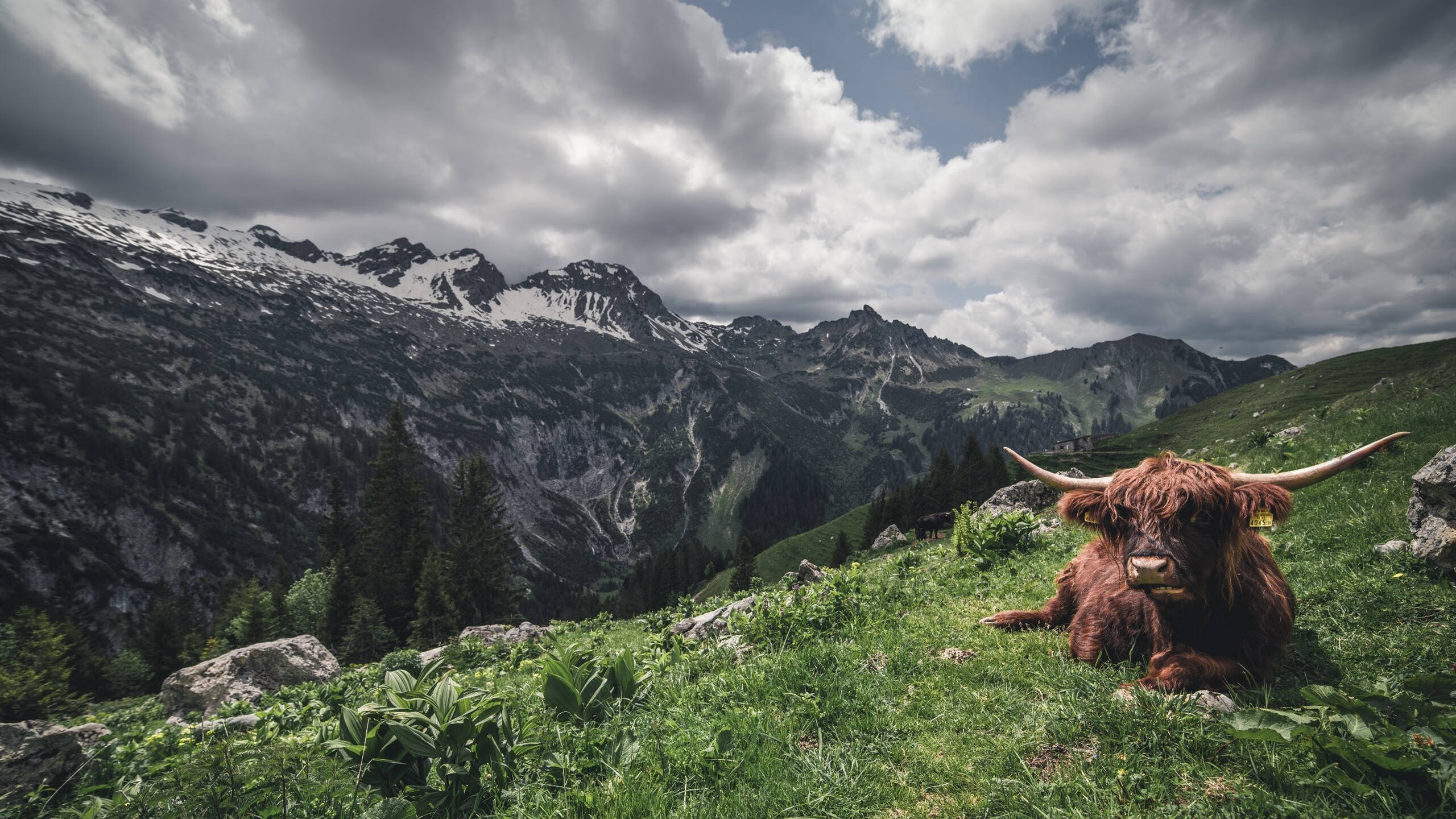 围场刺客，当佩雷兹不再是那个二号车手