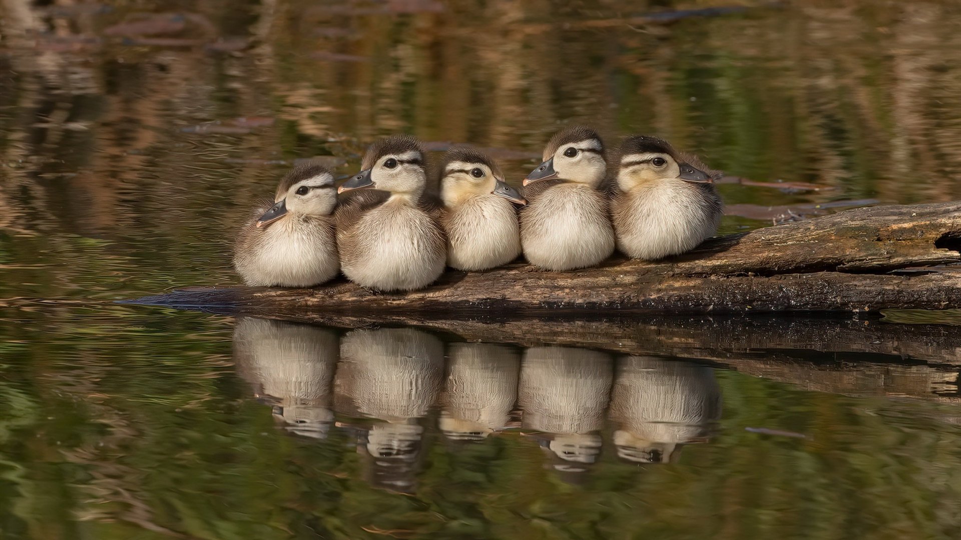 力克与超越，韩国队团队胜利与王皓的个人里程碑