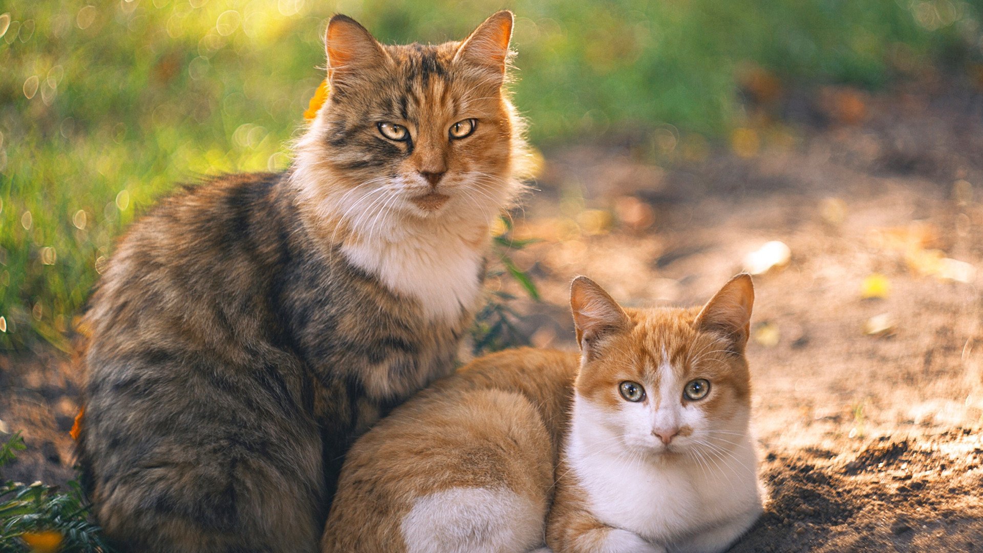 数据与胜利的辩证，当切特的统治力与广东的沉稳完美同频