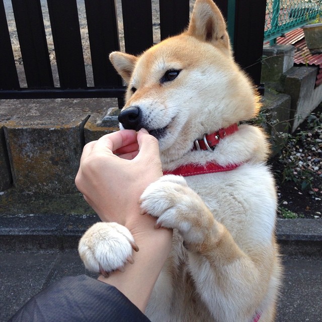 利拉德进攻端奏响毁灭乐章，勇士末节狂潮卷走灰熊