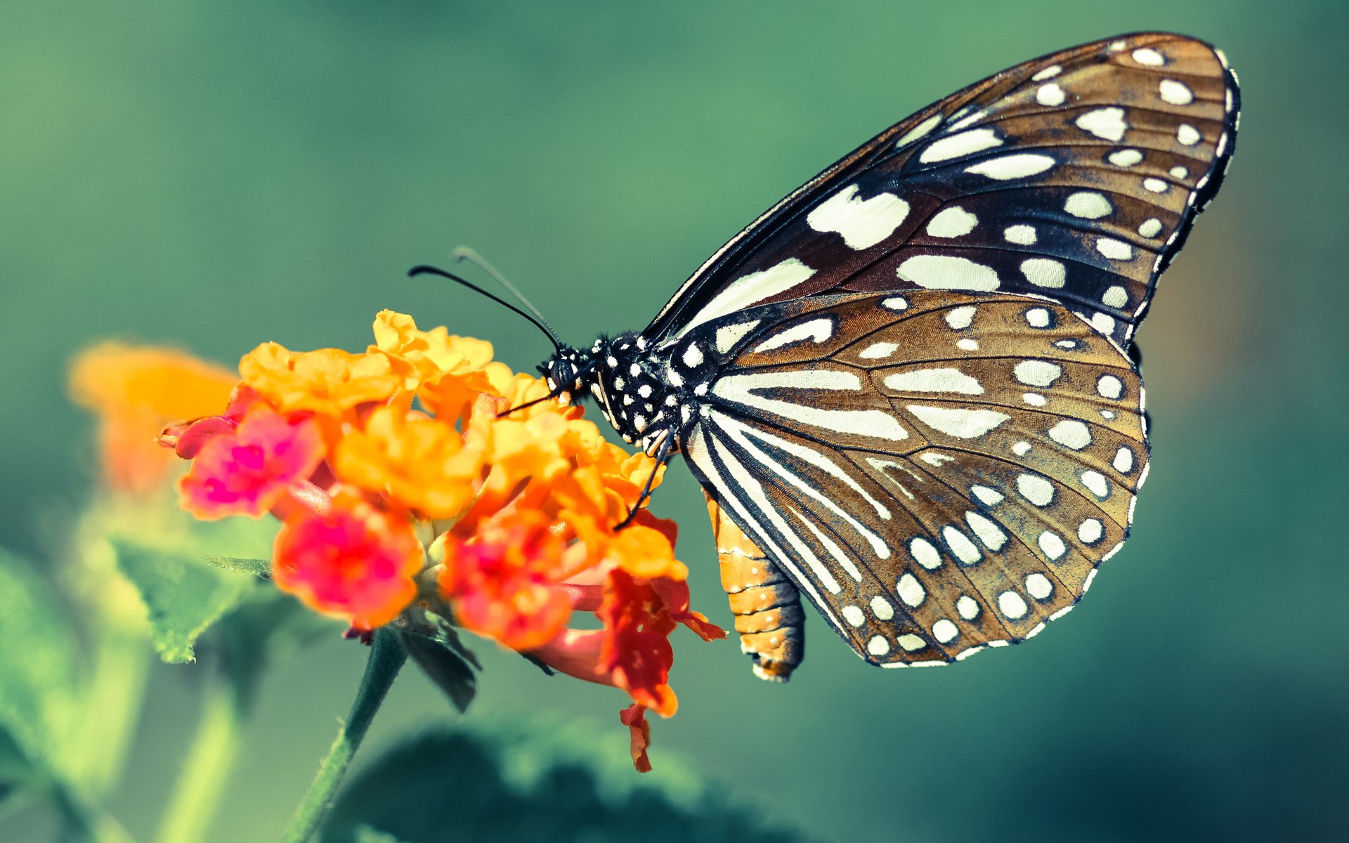 唯一的光,马赛强势攻克抢七焦点战