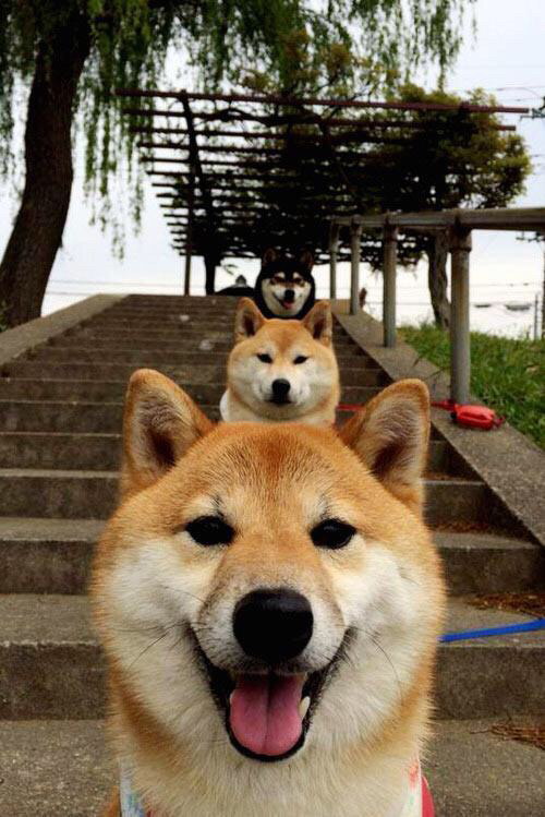 冰与钢的对决,当乌克兰铁流遇上德里赫特的不摧意志