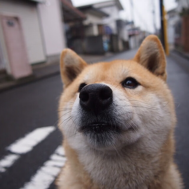 东方策略西方剑，日本资本巧取塞维利亚，莱万关键先生破局足球权力游戏