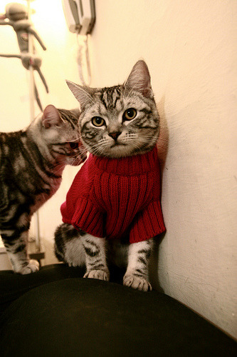 体育的密码，从伯纳乌到本溪，解读胜利的两种定义