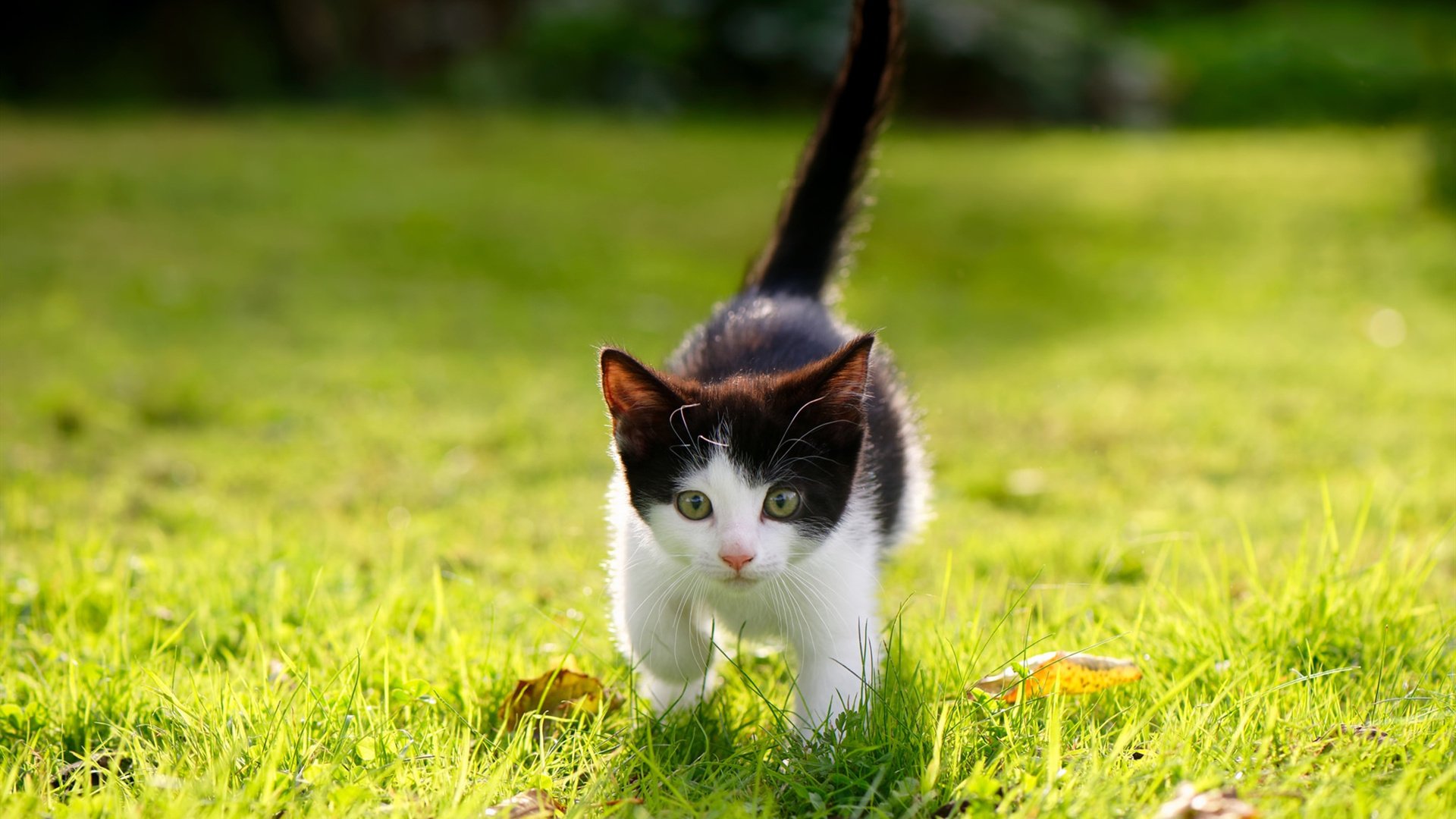 年度焦点之战之夜，莫兰特制胜表现，点燃篮球圣殿的传奇瞬间