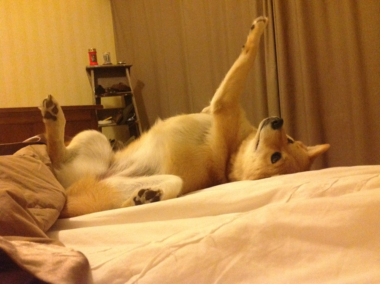 防守的艺术与巨星的锋芒，浙江队锁死森林狼，文班亚马闪耀唯一性之战