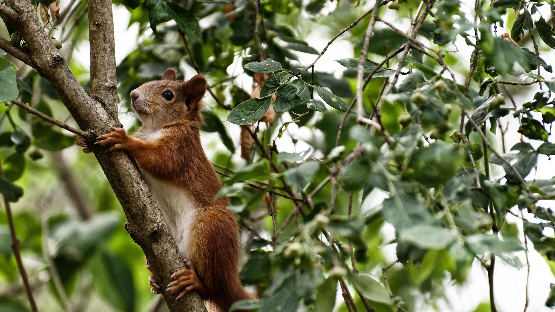 南美风暴席卷北欧!哥伦比亚战术完胜,东决战局初定