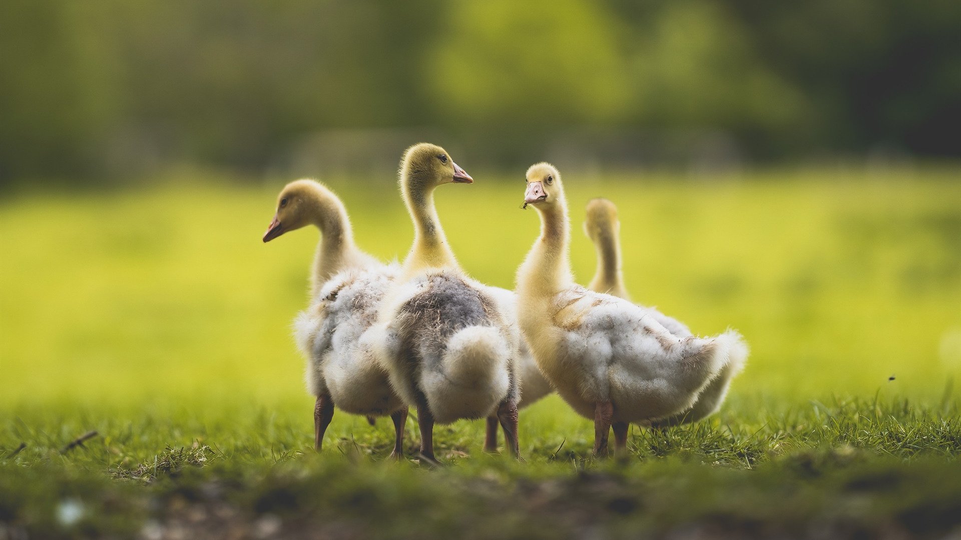 沉默者称王，当约基奇在喧嚣中完成致命一击