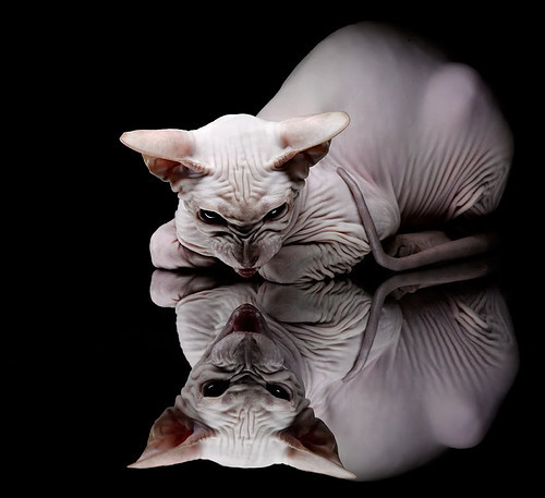 锁链与尖刀，当萨内的防线对上几内亚的穿透艺术