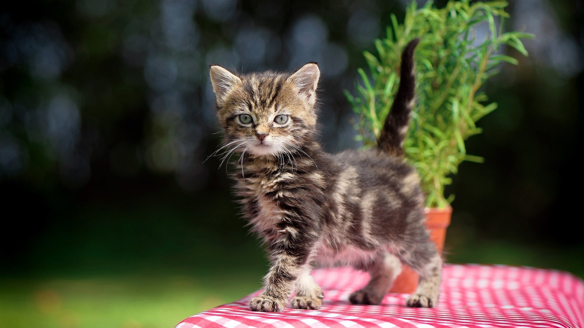 石油黑马狂胜商业红魔,罗德里如何用三记助攻颠覆巨头游戏?