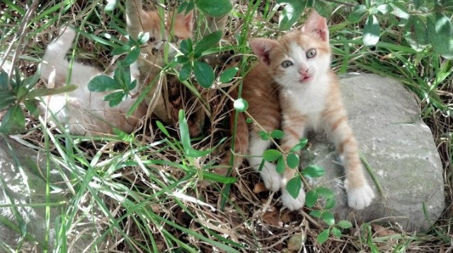 绿茵交响诗,努涅斯如何以节奏为弦,主导皇家社会对阵韩国的战术乐章