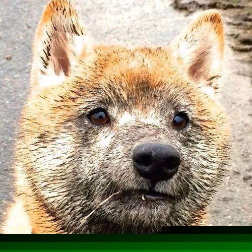 极速与制空,当F1决战夜的唯一性遇见浓眉的统治力