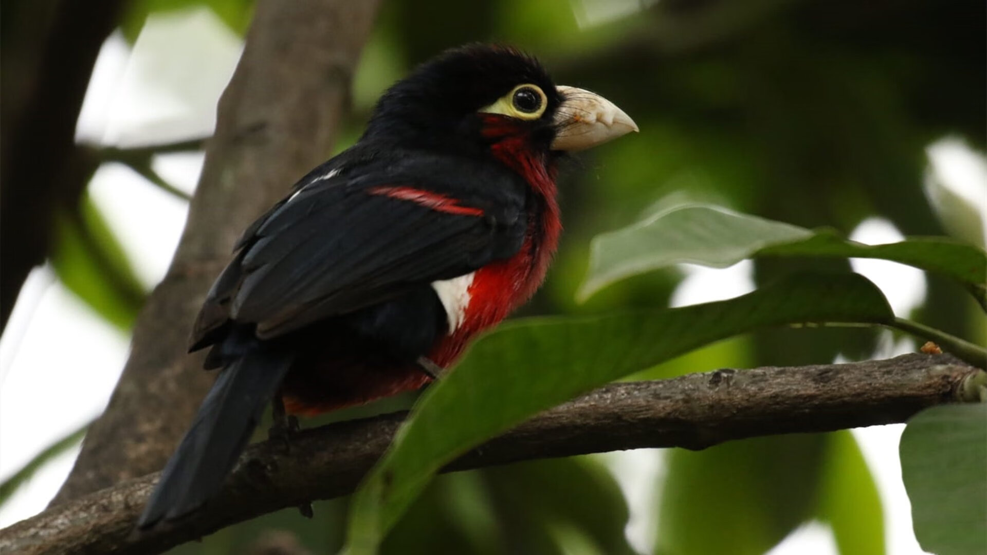 全球之战,雄鹿巅峰对决力克广东队,哈登末节封神成关键先生