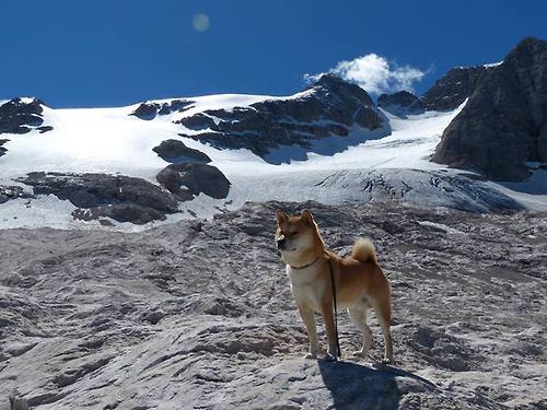 平行世界的绽放,当吉林虎啸遇见绿军铁血,福克斯的生涯之夜刻下唯一性烙印