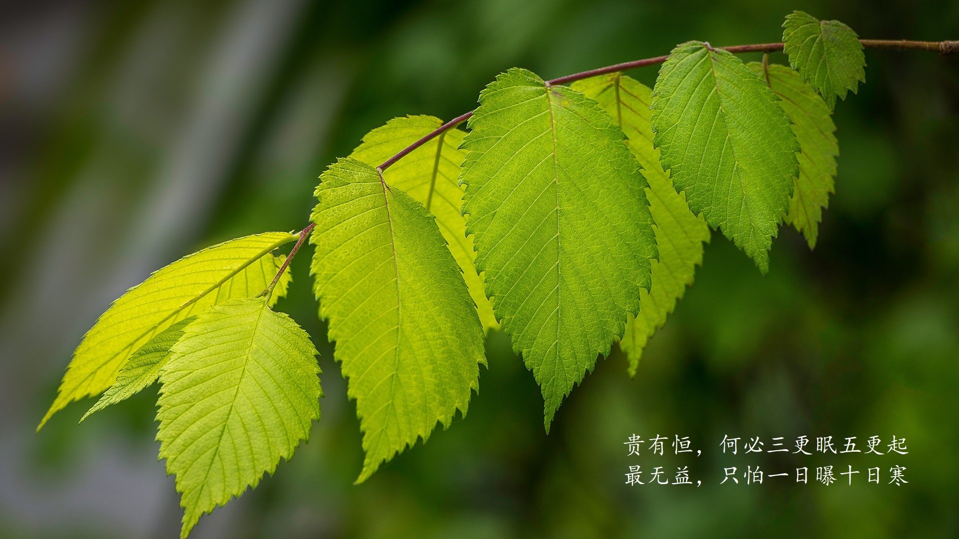 沙漠之狐的独舞，2026世界杯A组关键战，摩洛哥如何以铁血压制撕碎哥伦比亚，奥斯梅恩领衔上演孤胆英雄记